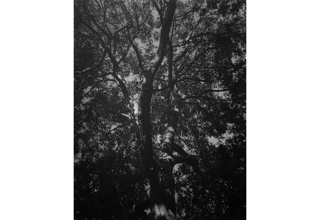 Alas Purwo VI