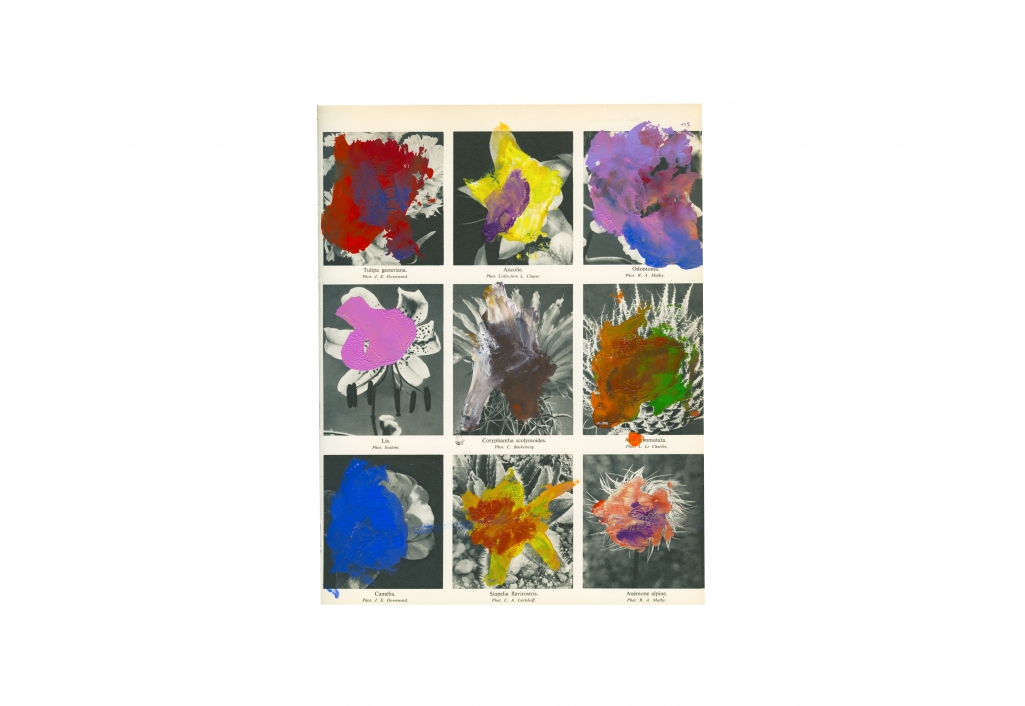 Le langage des fleurs 4
